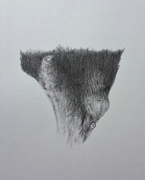 vulva